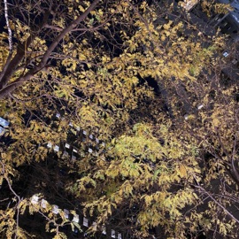 Fruition Nate the Great