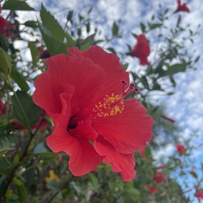 don't go (feat. riensu & manni ✰) - Single