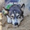 Loba (Tom Bro Remix) - The Husky lyrics