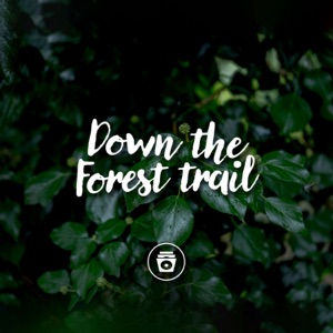 Down the Forest Trail