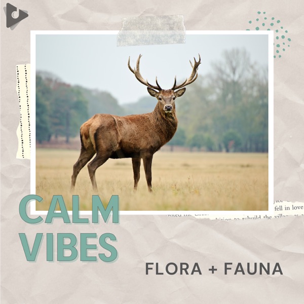 Flora + Fauna - Single