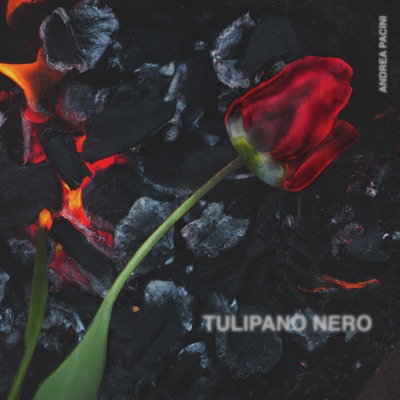 Tulipano nero - Andrea Pacini