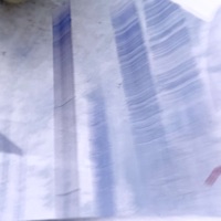 Torn - Single - Paradoxx