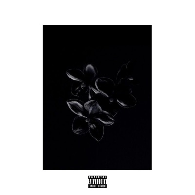 Schwarzi Orchidee - Single