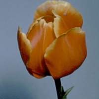 Blüten - Single - Mazi