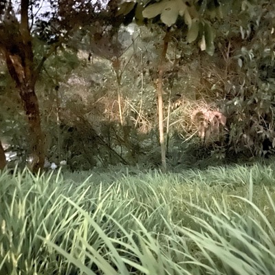 Bröllopspsalm - Single