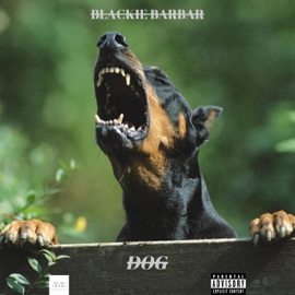 dog Blackie Barbar