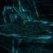 Supersonic (feat. $HIFTMANE) - 1Elle 2Melle lyrics