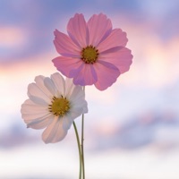 Penthouse Serenade - Single - Rob Wallace