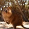 Quokka - DominaPetra lyrics
