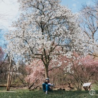 Sakura - Wiser Times