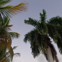 Crees en amor? - Single - Wisco