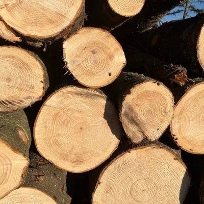 Log - Single