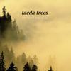 The Forest Waking Up - Taeda Trees