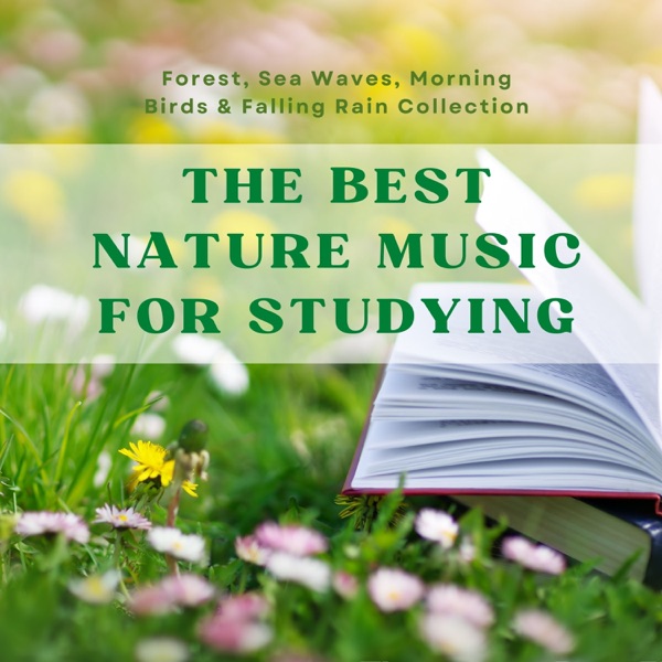 The Best Nature Music for Studying - Forest, Sea Waves, Morning Birds & Falling Rain Collection