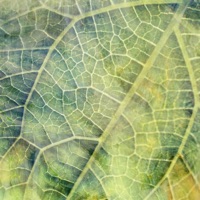 Garden Heart: Reworks - We Dream of Eden