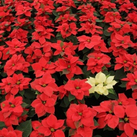 You Can Do It RiffRinse