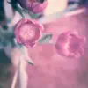 Begin Again