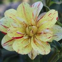 Paradise (feat. Fijimar) - Single - pdnr