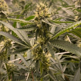 Numbers (feat. SNAX) Mark AV