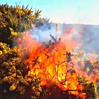 Hiedra Venenosa (feat. Alamo 나무) - Single - Arkade