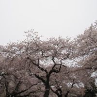 You Get It (feat. $Teev) - Single - nvcnee