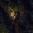 Night Owl
