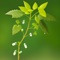 The Vine - Keithosis lyrics