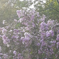 Pupa - Single - Røkwell