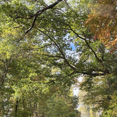 Forfeit (feat. Casperrr) - Single