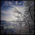 Komorebi
