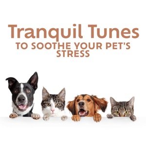 Tranquil Tunes to Soothe Your Pet's Stress