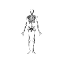 Spinal Chord Typatheo