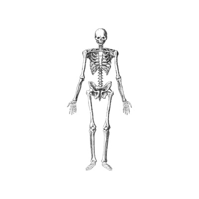 Spinal Chord - Single