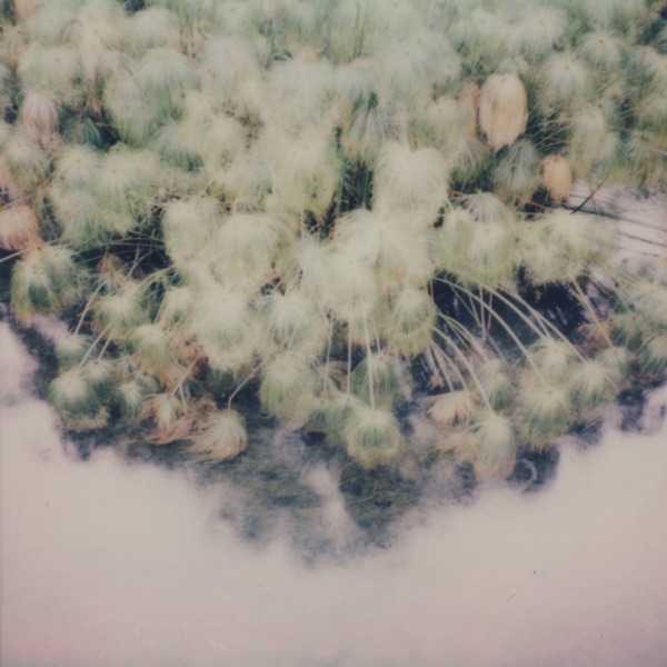 Memory Blossom - EP