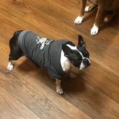 Hit the Dash. - Single