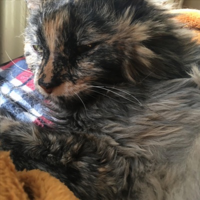 Miss U Sammi (feat. Prodbycrim) - Single