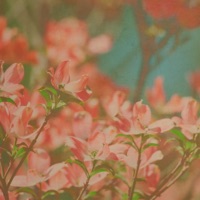 Bloom - Single - SamTheDawn