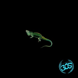 Night of the Iguana - Single