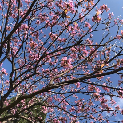 Leech (feat. DripKidda) - Single