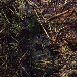 Under The Stars Dome Lettuce