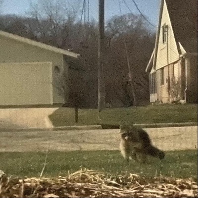 Sit, Stay, Lay Down, Roll Over