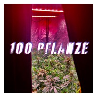 Hundert Pflanze - Single - Pintow