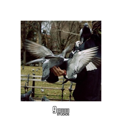 Dont Feed the Pigeons