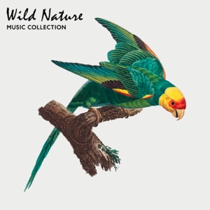 Wild Nature Music Collection: Tropical Rainforest 2022