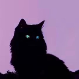 Paraphernalia Bimyo & c8o