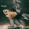 Kingyo - DJ Shinsuke ! lyrics