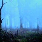 Through the Woods - Single