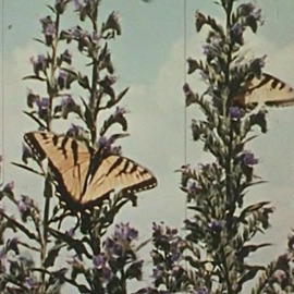 Easy Morning Blas Bot