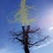 Cloud 6 - Laetitia Sadier lyrics